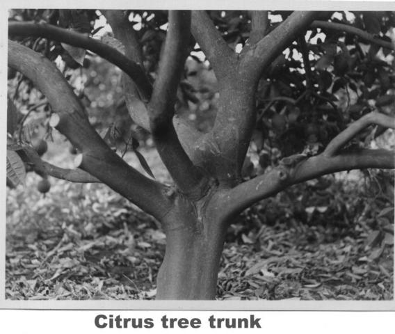 Citrus tree trunk, Mildura.