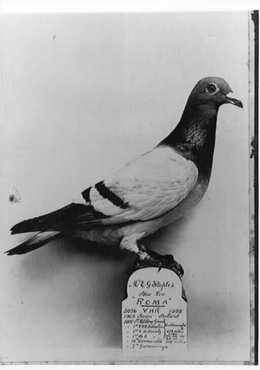 [champion racing pigeon]